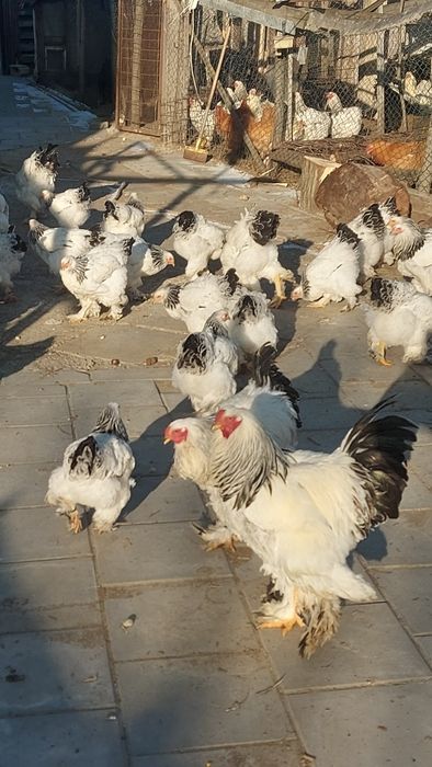 Ouă disponibile Găini de rasa
