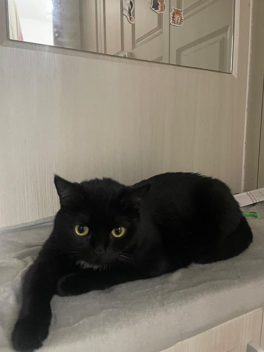 Кошка чёрная, 2 года