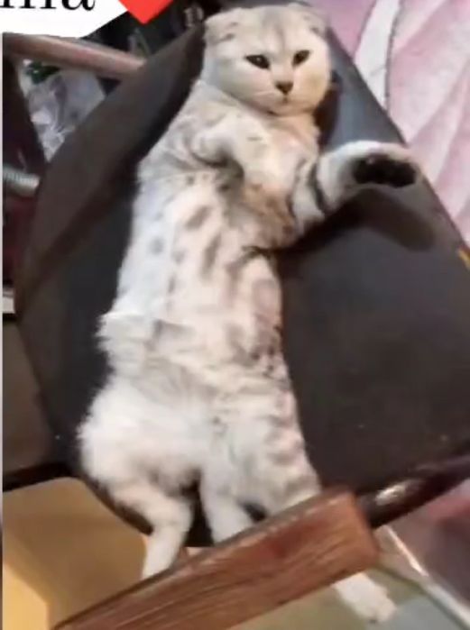 Шотлансдкие прямоухие котята