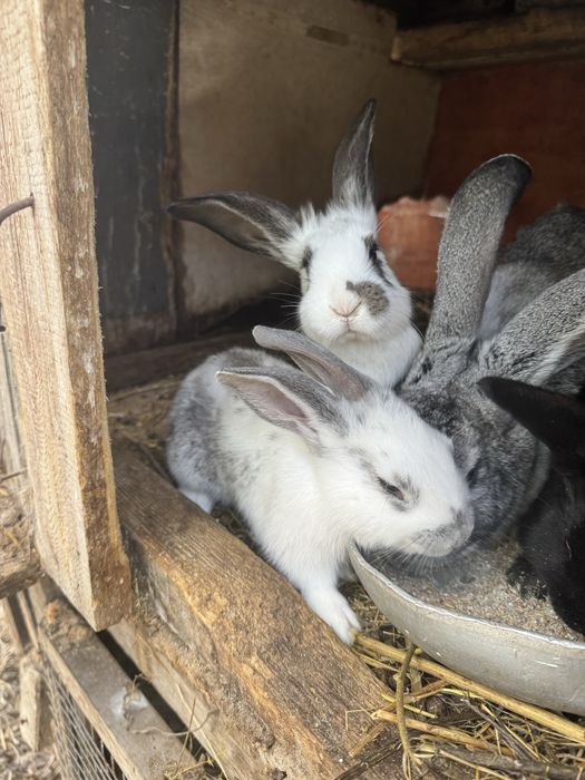 Продаются кролята