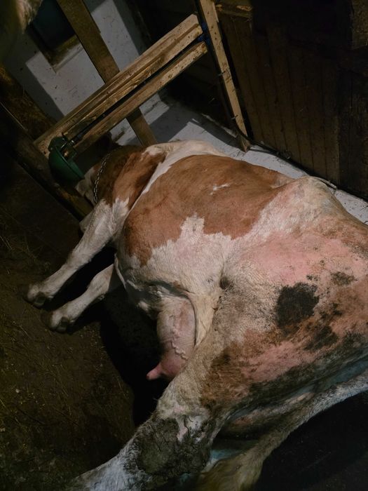 Vacă fătată recent