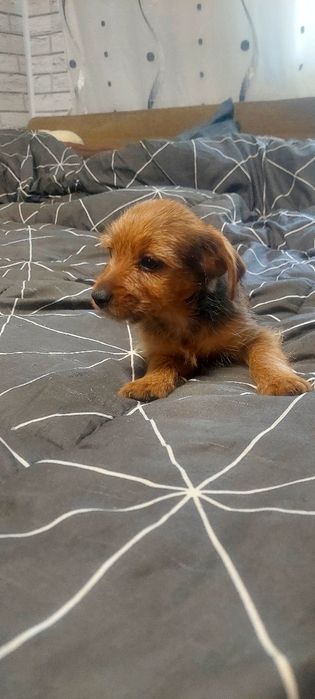 Border Terrier mini toy