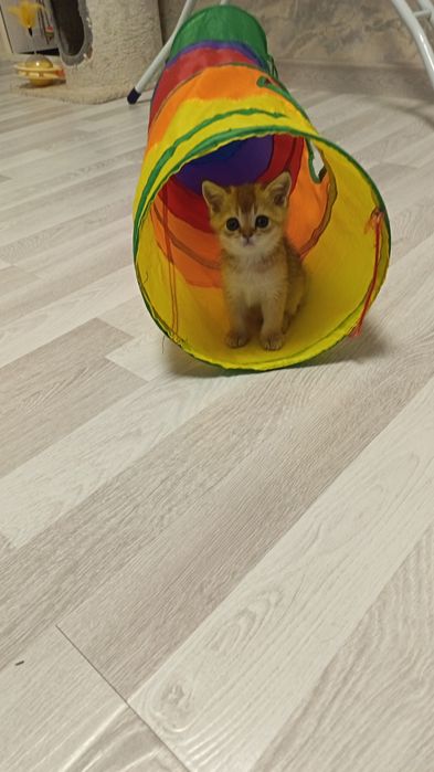 Шикарные котята здоровые игривые