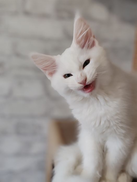 Мейн кун девочка 3 месяца.