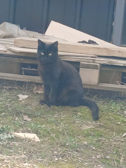 Котик чёрный продам