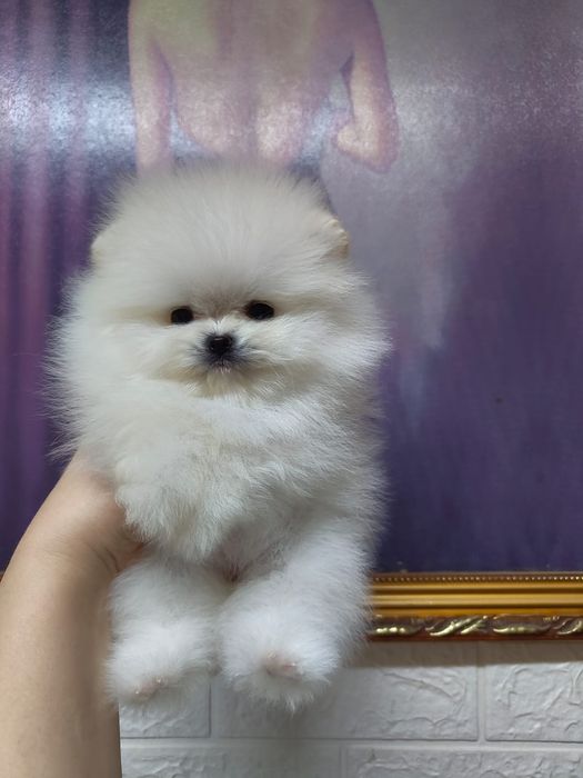 Шпиц девочка мини