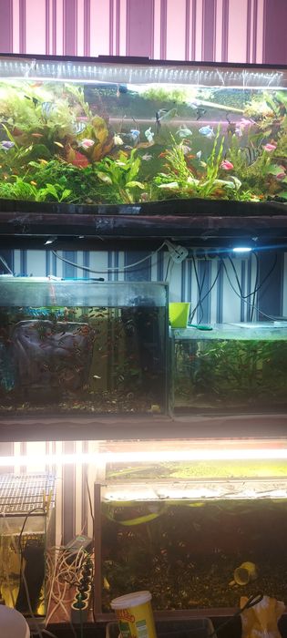 Скалярии вуаль. Растения рыбки..