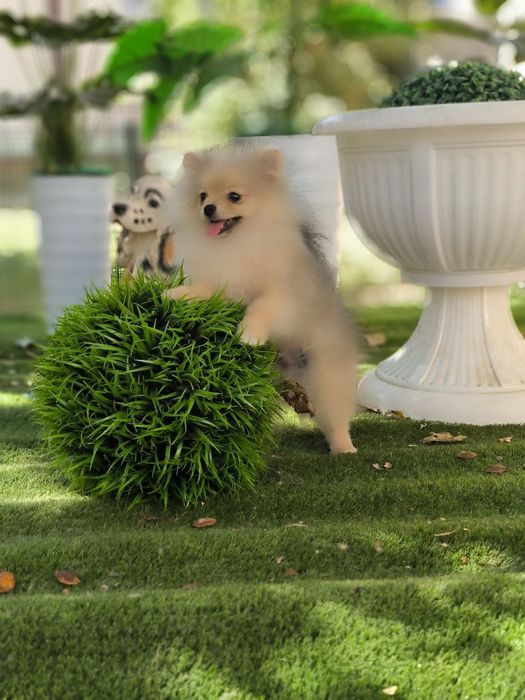 Щенок пом шпица.кобель.