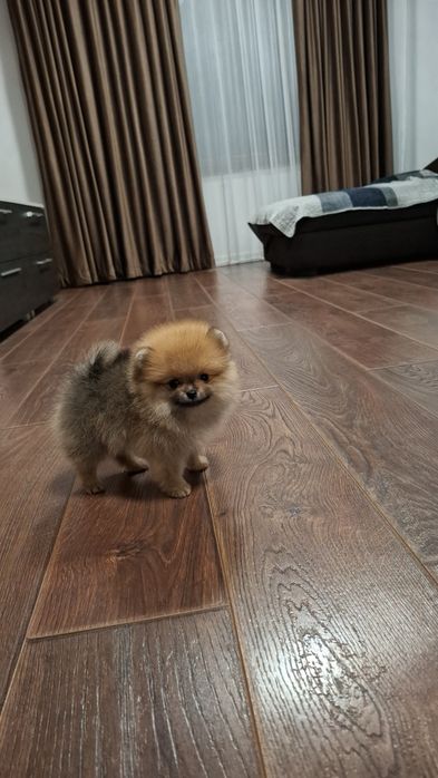 Băiețel pomeranian cu pedigree