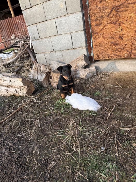 Продается щенки ягдтерьера