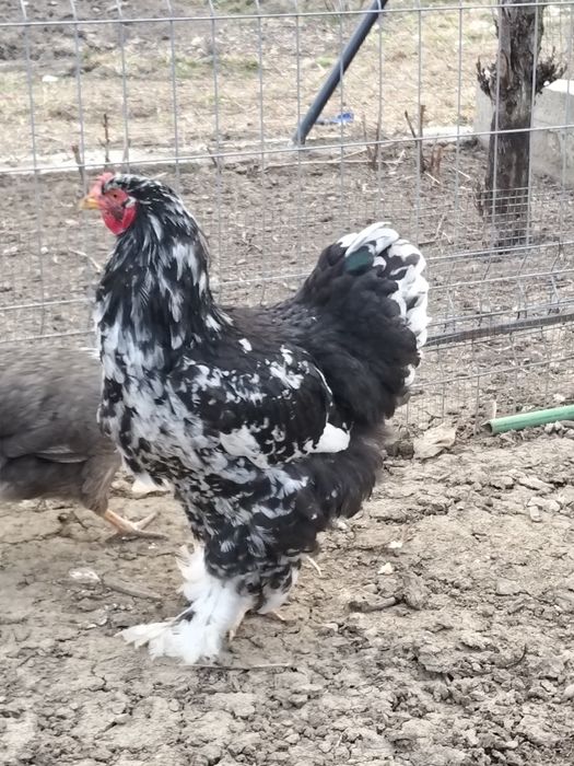 Vân cocoși. brahman și austrolop