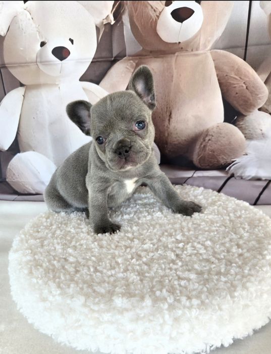 Френски булдог еритна кръвна линия