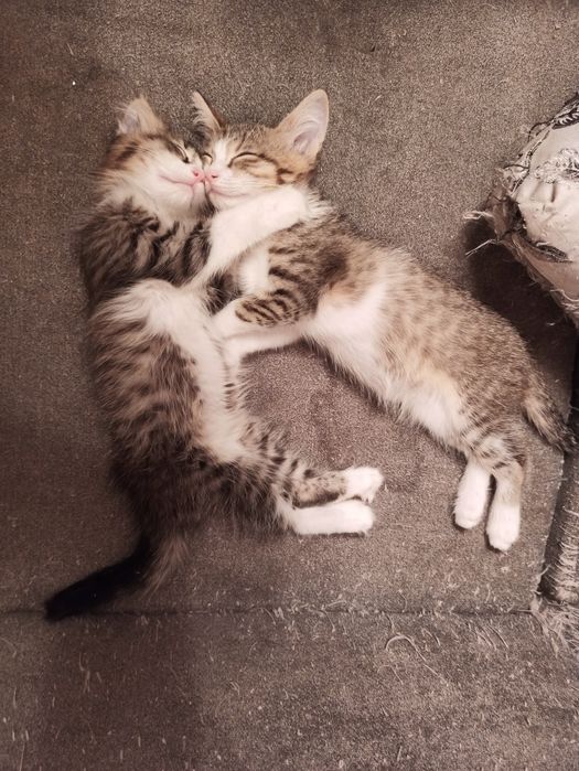 Отдам котят в добрые руки