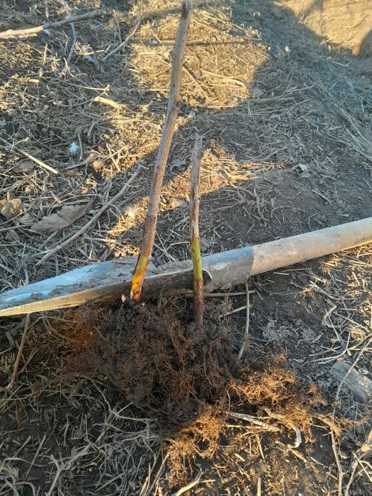 Продам саженцы малины