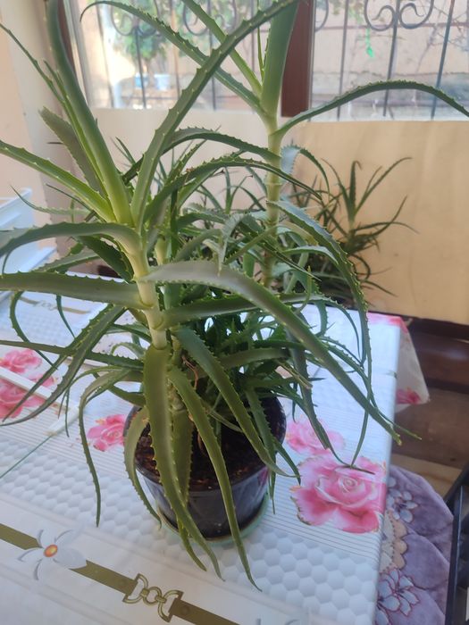 Продается алое лечебное