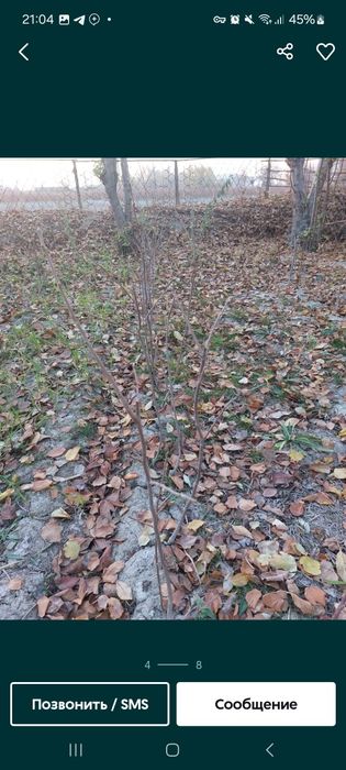 Nihol kuchatlari sotiladi hamma mevalardan bor narxlari 7000 so'mdan b