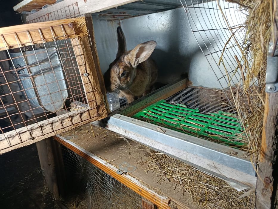 Продам кроликов великаны