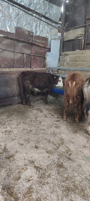 Продам бычка гелефорд и телочки