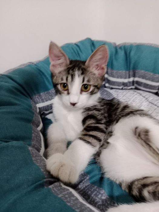 Подрощенный мальчик