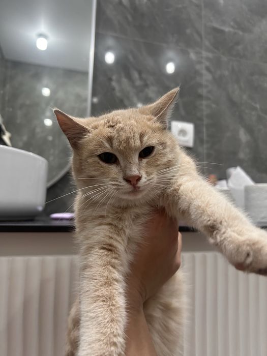 Котенок, 2 месяца