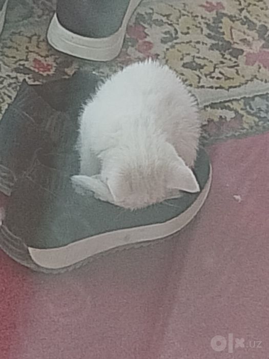 Котёнок маленькая девочка