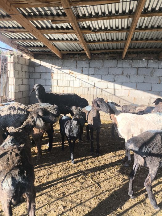 Қошқар 3 жасар. Бойы белден келеді.