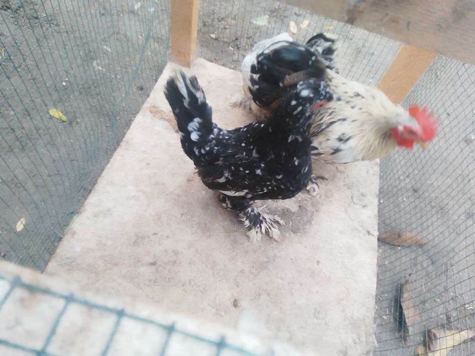 Găini pitici de vânzare