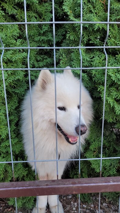 Pet Sitter/Cazare Câini