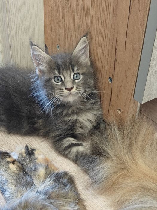 Котята породы Мейн-кун