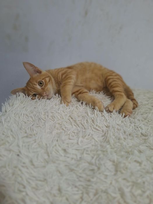 Отдам рыжика в хорошие руки