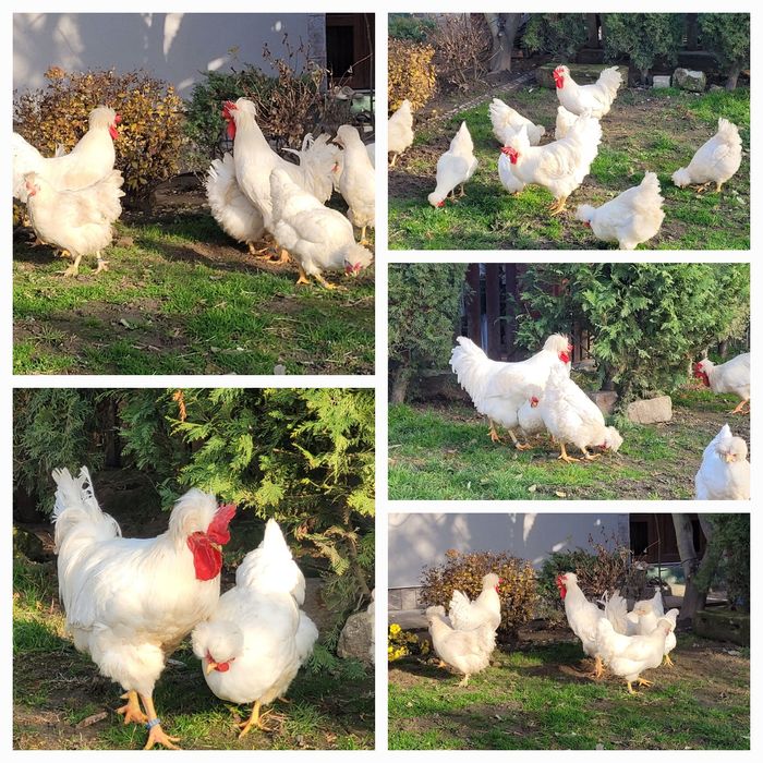 Ouă ptentru incubat de la găini motate și motate cu ouă verzi