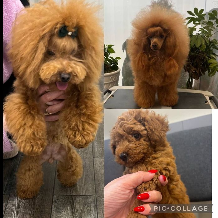 Той Пудели Ред Априкот