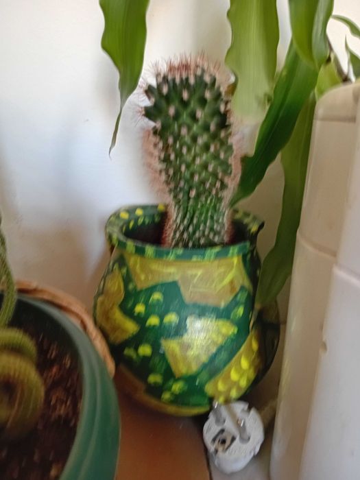 Кактус кактус кактус