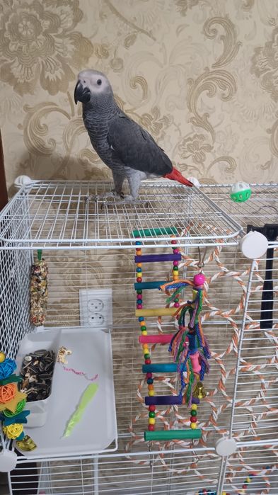 Продам попугая Жако 550 К