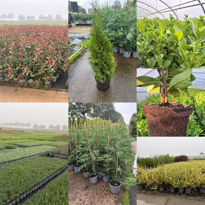 PLANTE ORNAMENTALE DE VÂNZARE  TUIA - Smarald, Barabant, Leylandi,Laur englezesc, Euonymus,Photinia red