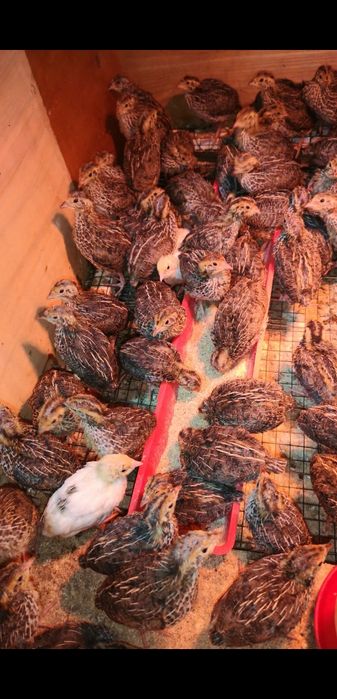 Pui de prepeliță japoneză