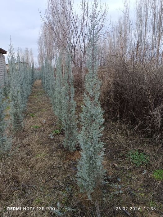 Аризонский кипарис 1 метрдан 2.5 гача 20$ дан 70$ гача