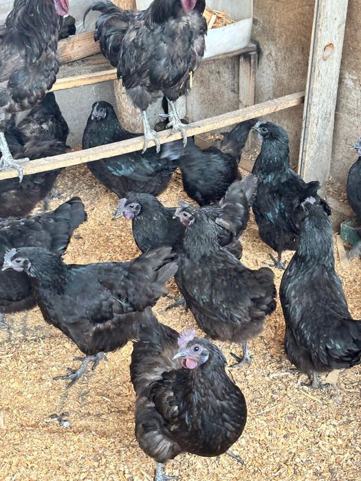 Продам инкубационный яйца ухейилюй