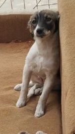 Отдам даром в хорошие руки щенка