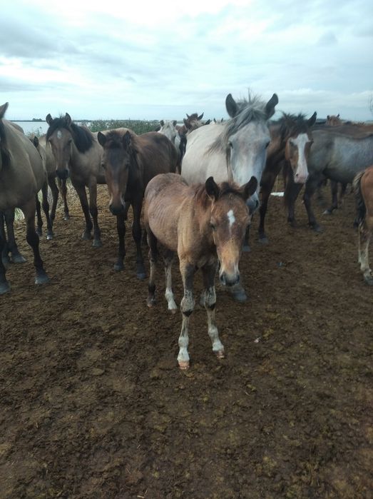 Продам Кобылу с жеребенком ,срочно