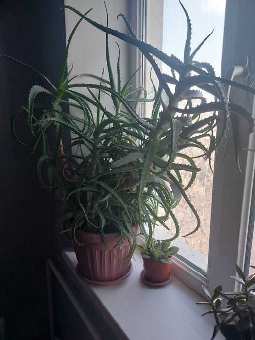 Домашнее алоэ.Лечебное растение