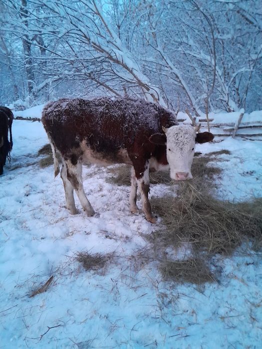 Продаются коровы доиные и телята