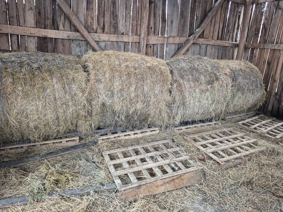 Vând baloti de lucerna