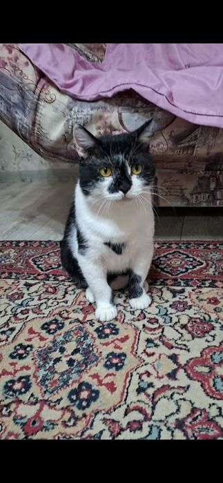 Милый добрый котик Кузя в добрые руки!