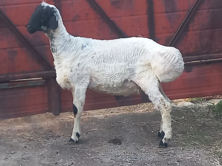 Кошкар  на племя.