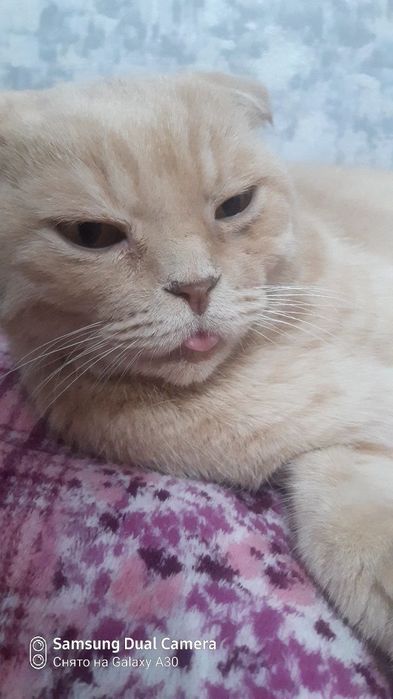 Передержка кошек.Содержание в домашних условиях .Фото и видео отчёты .