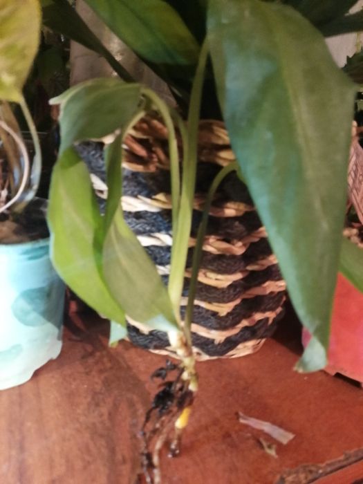 Цветок Монстера !