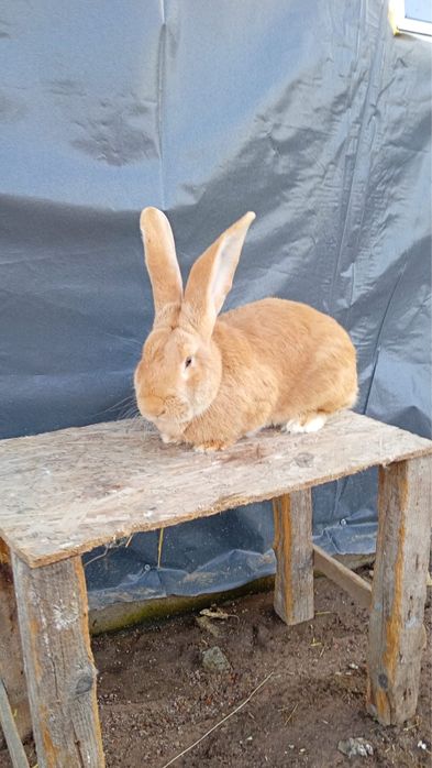 Vand urias german galben