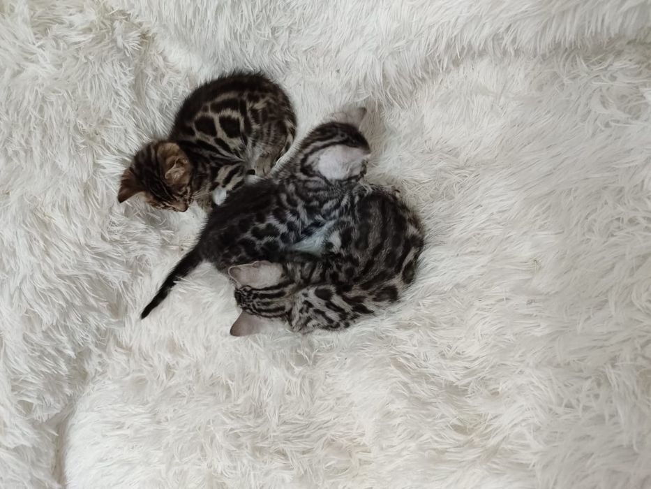 Бенгальские котята