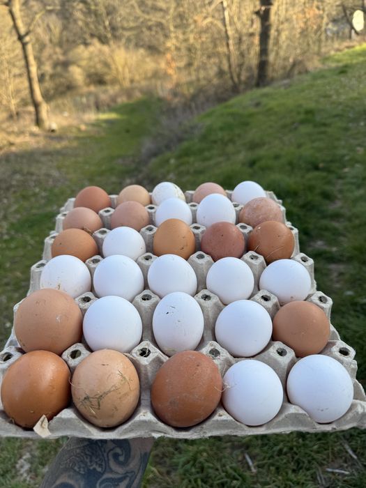 Домашни яйца от щастливи кокошки